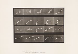Plate 760. Cockatoo; Flying 作者 爱德沃德·迈布里奇