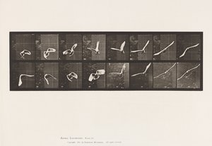 Plate 761. Cockatoo; Flying 作者 爱德沃德·迈布里奇