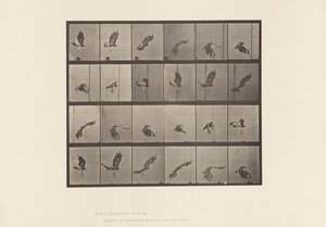 Plate 763. Red-Tailed Hawk; Flying 作者 爱德沃德·迈布里奇
