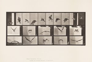 Plate 764. Fish Hawk; Flying 作者 爱德沃德·迈布里奇