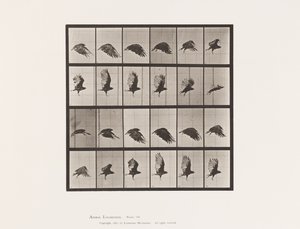 Plate 765. Vulture; Flying 作者 爱德沃德·迈布里奇