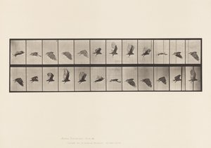 Plate 766. Vulture; Flying 作者 爱德沃德·迈布里奇