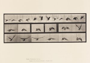 Plate 768. Vulture; Flying 作者 爱德沃德·迈布里奇