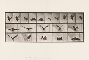 Plate 769. American Eagle; Flying 作者 爱德沃德·迈布里奇