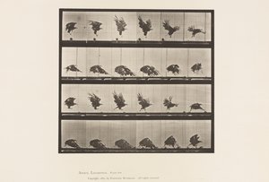 Plate 770. American Eagle; Flying Near the Ground 作者 爱德沃德·迈布里奇