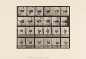 Plate 772. Ostrich; Walking 作者 爱德沃德·迈布里奇