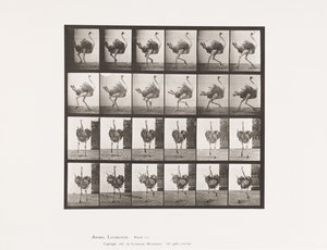 Plate 773. Ostrich; Running 作者 爱德沃德·迈布里奇
