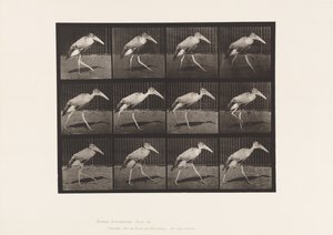 Plate 774. Adjutant; Walking 作者 爱德沃德·迈布里奇