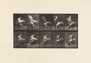 Plate 775. Adjutant; Flying Run 作者 爱德沃德·迈布里奇