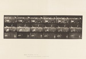 Plate 776. Storks; Swans, etc, A, B, C 作者 爱德沃德·迈布里奇