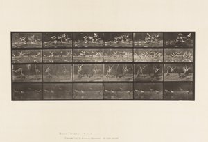 Plate 777. Storks; etc, A, B, C, D 作者 爱德沃德·迈布里奇