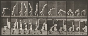 图版编号 371。Acrobat，垂直 "压上"，1887 年（照片） 作者 Eadweard Muybridge