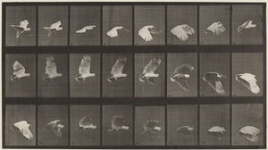 牌号 758。鹦鹉飞行，1887 年（照片） 作者 爱德沃德·迈布里奇