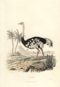 普通鸵鸟，Struthio camelus。 作者 爱德华（之后）特拉维斯
