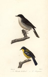 Lesser whitethroat and yellow-throated warbler. 作者 爱德华（之后）特拉维斯