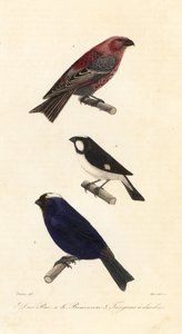 松鸦、内衬食籽鸟和双色丹顶鹤。 作者 爱德华（之后）特拉维斯