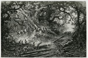 The exploitation of mahogany in the forests of the Andes. Engraving by Riou, to illustrate the story “” Journey to Yucatan and the Land of Lacandons””, in 1882, by Desire Charnay (1828-1915) archeologist and photographer. Published in the Tour du monde nou 作者 爱德华·里奥（Edouard Riou）