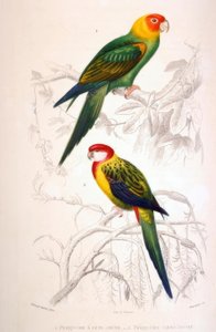 1.黄头长尾小鹦鹉。 2.全彩长尾小鹦鹉