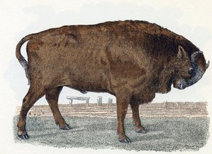 傲罗（urauch 或 auroch）--" 动物图解字母表" 19 世纪（雕刻） 作者 爱德华·特拉维斯