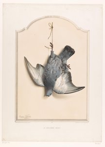 死岩鸽挂在腿上 La colombe biset（物体上的标题） 猎人博物馆（系列名称） Musée du chassel（对象上的系列标题）
