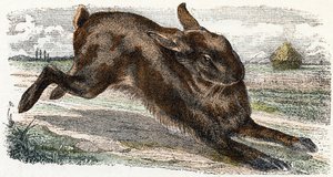 利弗尔--"动物字母图解" 19 世纪（版画）