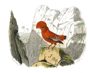 自然历史板。代表二线鸟类的动物学板块(带有Echancre)。公鸡。图版取自自然学家乔治-路易斯-勒克莱尔，布丰伯爵（1707-1788）撰写的《布丰作品全集》中关于鸟类的九卷。 作者 爱德华·特拉维斯