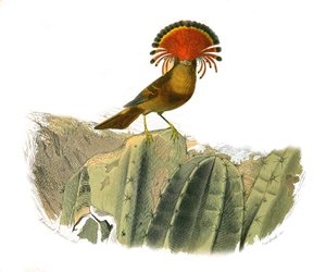 自然历史板。代表二线鸟类的动物学板块(含易碎品)。苍蝇之王。图版取自自然学家乔治-路易斯-勒克莱尔，布丰伯爵（1707-17）撰写的《布丰作品全集》中关于鸟类的九卷。 作者 爱德华·特拉维斯