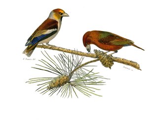 自然历史板。动物学板块，代表圆锥传声鸟类（圆锥喙）。大嘴鸟（Grosbeak）和十字鸟（Crossbill）。该板块取自自然学家乔治-路易斯-勒-布冯的《布冯全集》中关于鸟类的九卷书。