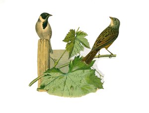 自然历史板。动物学板块，代表圆锥形传声鸟类（圆喙）。芦苇兰和芦苇兰。板块取自自然学家乔治-路易斯-勒克莱尔（Georges Louis Leclerc）撰写的《布丰全集》中关于鸟类的九卷书，布丰伯爵。 作者 爱德华·特拉维斯