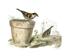 自然历史板。动物学板块，代表圆锥形传声鸟类（圆嘴）。麻雀（sparrow）。板块取自自然学家乔治-路易斯-勒克莱尔（Georges Louis Leclerc, Count of Buffon）撰写的《布丰全集》中关于鸟类的九卷书(