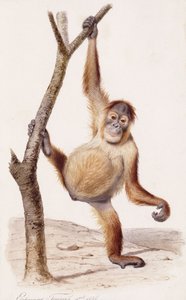 红毛猩猩，1836年