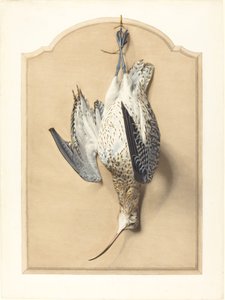 着色画：挂在钉子上的海鸥