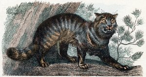 野猫 - “字母表说明动物” 19 世纪（雕刻） 作者 爱德华·特拉维斯