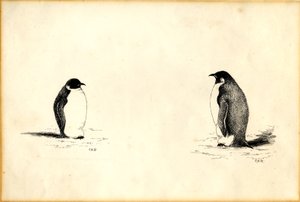 帝企鹅