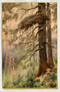 苍鹰窝，1898-99（纸上写着） 作者 爱德华·阿德里安·威尔逊