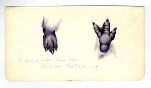 关于企鹅小鸡脚的两项研究，1901-04（纸上wc） 作者 爱德华·阿德里安·威尔逊