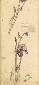 鸢尾花，1869年 作者 爱德华·伯恩·琼斯