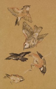 爱带领朝圣者-鸟类研究：雀科，1897年 作者 爱德华·伯恩·琼斯