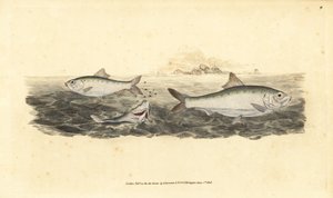 阿利斯鲥鱼，Alosa alosa（白饵，Clupea alosa）。爱德华-多诺万根据他的《英国鱼类自然史》绘制和雕刻的手绘铜版，多诺万和F.C.和J.里文顿，伦敦 作者 爱德华·多诺万