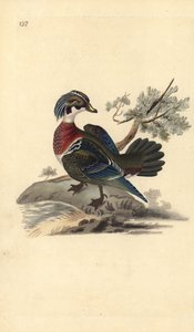 美国木鸭，Aix sponsa。爱德华-多诺万根据他自己的《英国鸟类自然史》绘制和雕刻的手绘铜版，伦敦 作者 爱德华·多诺万