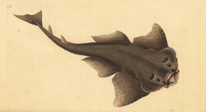 天使鲨，Squatina squatina。极度濒危。(Angel shark, Squallus squatinus)。爱德华-多诺万根据他的《英国鱼类自然史》绘制和雕刻的手绘铜版，多诺万和F.C.和J.里文顿，伦敦