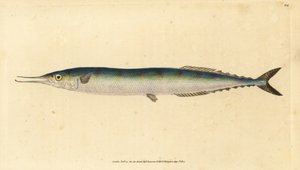 大西洋秋刀鱼，Scomberesox saurus saurus (Skipper pike, Esox saurus)。爱德华-多诺万根据他的《英国鱼类自然史》绘制和雕刻的手绘铜版，多诺万和F.C.和J.里文顿，伦敦