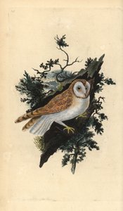 谷仓猫头鹰，Tyto alba。爱德华-多诺万根据他自己的《英国鸟类自然史》绘制和雕刻的手绘铜版，伦敦 作者 爱德华·多诺万