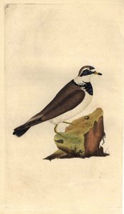 大砾石。Charadrius hiaticula。爱德华-多诺万（1768-1837）的铜版画，发表于《英国鸟类自然史》，伦敦 作者 爱德华·多诺万