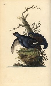 黑松鸡，Tetrao tetrix。爱德华-多诺万根据他自己的《英国鸟类自然史》绘制和雕刻的手绘铜版，伦敦 作者 爱德华·多诺万