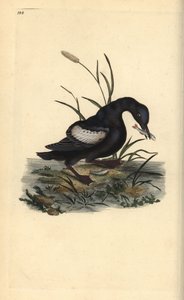 黑斑鸠（Cepphus grylle），嘴里叼着鱼。爱德华-多诺万根据他自己的《英国鸟类自然史》绘制和雕刻的手绘铜版画，伦敦 作者 爱德华·多诺万