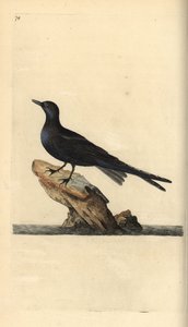 黑燕鸥，Chlidonias niger。爱德华-多诺万根据他自己的《英国鸟类自然史》绘制和雕刻的手绘铜版，伦敦