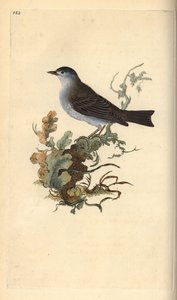 黑帽，Sylvia atricapilla。爱德华-多诺万根据他自己的《英国鸟类自然史》绘制和雕刻的手绘铜版，伦敦 作者 爱德华·多诺万