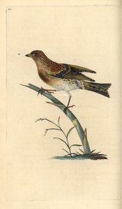 Brambling, Fringilla montifringilla.爱德华-多诺万根据他自己的《英国鸟类自然史》绘制和雕刻的手绘铜版，伦敦 作者 爱德华·多诺万