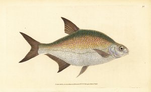 鳊鱼，Abramis brama（Cyprinus brama）。爱德华-多诺万根据他的《英国鱼类自然史》绘制和雕刻的手绘铜版，多诺万和F.C.和J.里文顿，伦敦 作者 爱德华·多诺万